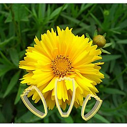 Calliopsis Çiçek Yapım Seti - DincKitchen