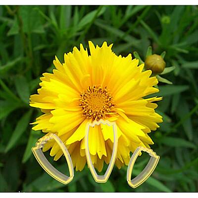 Calliopsis Çiçek Yapım Seti - 1