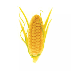 Silikomart Silikon Pasta & Kek Kalıbı Mısır Koçanı Pannocchia 20 - SİLİKOMART